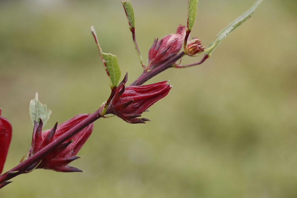 Thumbnail: Roselle (Hibiscus sabdariffa) Spagyric Tincture