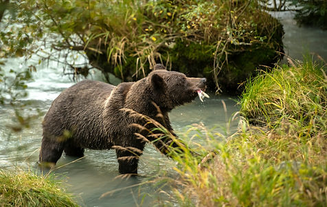 Image by Greg Johnson