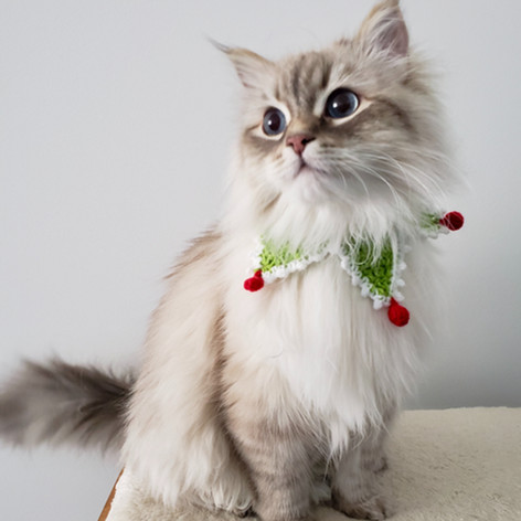 Cat Collars Harnesses, Leads and Accessories