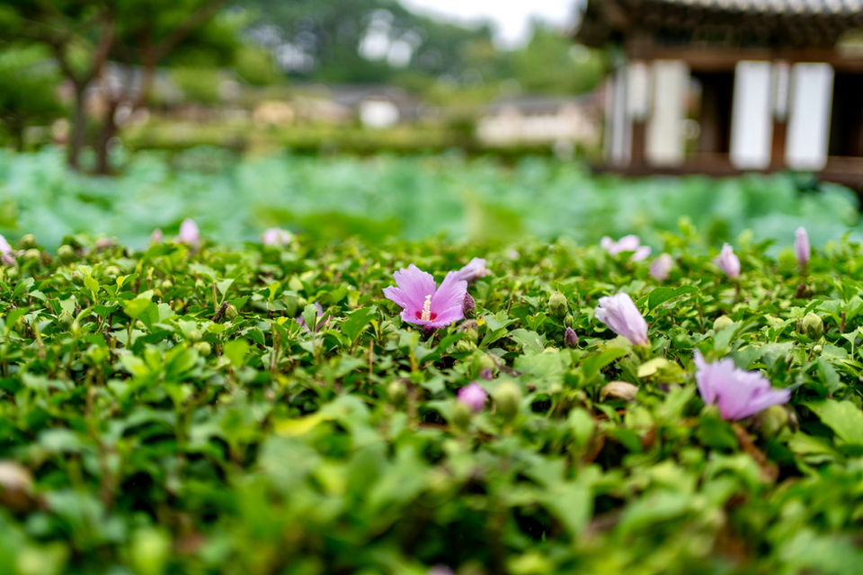 Garden Designs