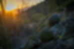 Image by JC Cervantes