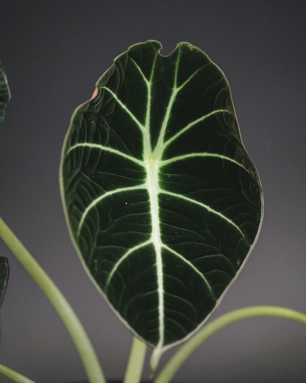 Fiche entretien de l'Alocasia regulina "Black Velvet"
