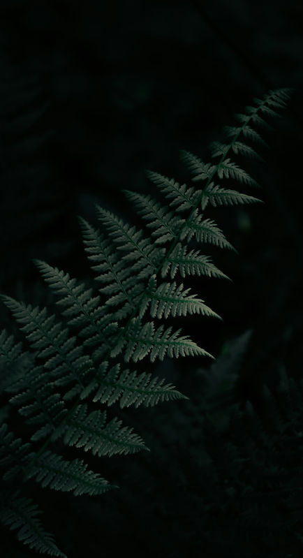 Image by Cameron Nicole