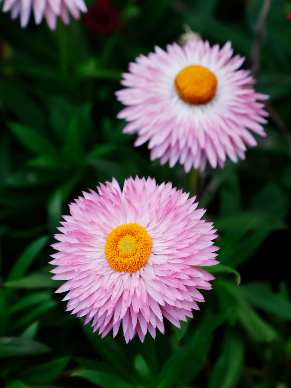Thumbnail: Strawflower - Seashells Mix