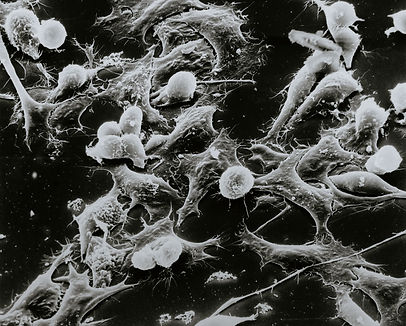 Image by National Cancer Institute
