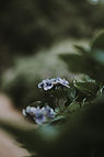 Image by Annie Spratt