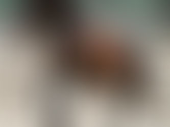 Brown horse in a yard