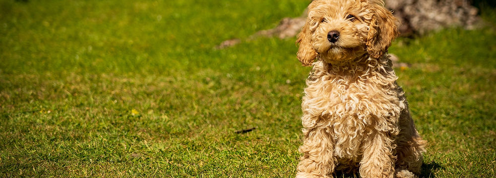 Buy Cockapoo Online | Pets Shopping Platform | Nearby Pets India