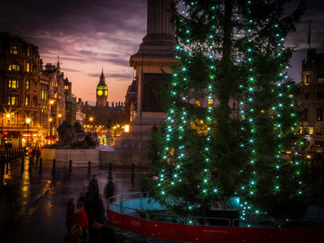 The Tradition and Significance of the Trafalgar Square and Houses of Parliament Christmas Trees