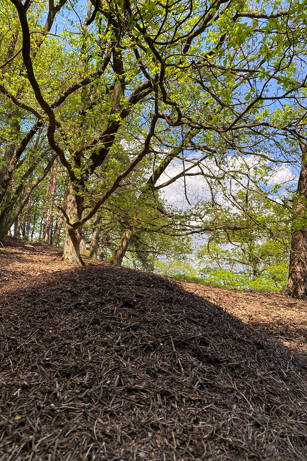 Close-up of shredded wood mulch