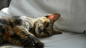 Cat Not Eating or Acting Weak? Here’s What It Could Mean and How to Help | CureFIP USA