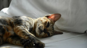 Cat Not Eating or Acting Weak? Here’s What It Could Mean and How to Help | CureFIP USA