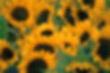 Image by Gérôme Bruneau
