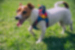 Jack Russell Terrier wearing a thick harness running on sunlit grass, panting with its tongue out. Bright outdoor conditions highlight how easily dogs can overheat during exercise
