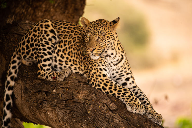leopard