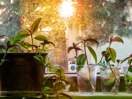 How to Propagate Plants