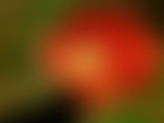 Red flower representing iron deficiency in perimenopausal women