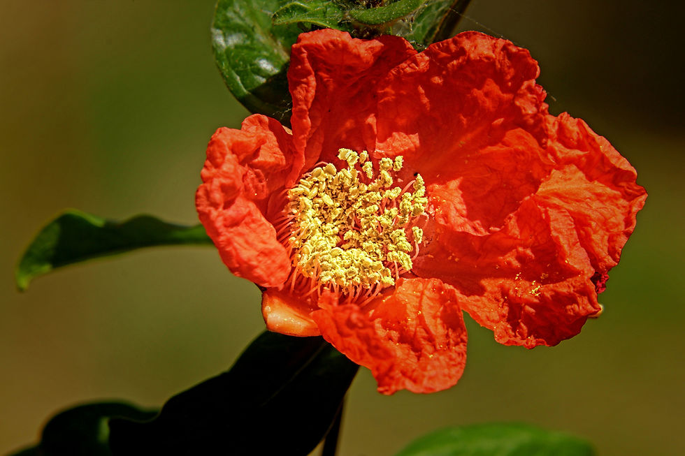 Red flower representing iron deficiency in perimenopausal women