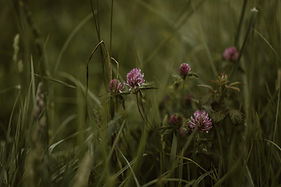 Image by Annie Spratt