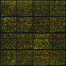 Image by National Cancer Institute