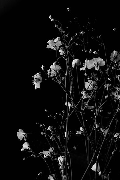 Image by J M