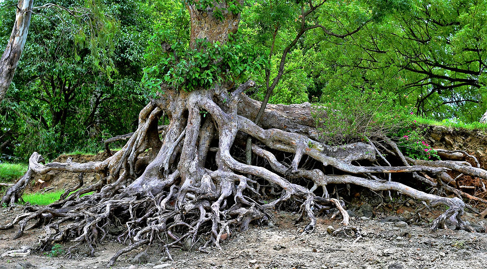 Image by SHIV SINGH