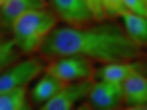 cellules au microscope