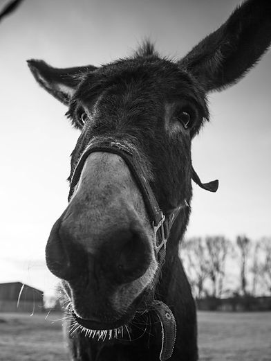 Image by Gilles Rolland-Monnet