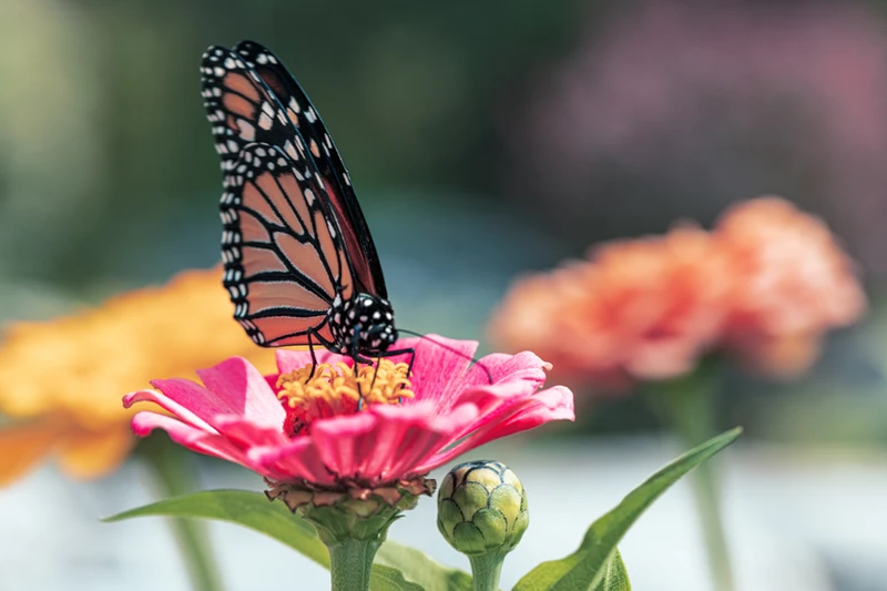 Monarch butterfly feeding on nectar in a pollinator-friendly East Texas garden