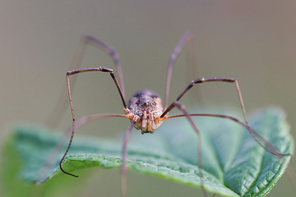 a harvestman spider standing on a leaf