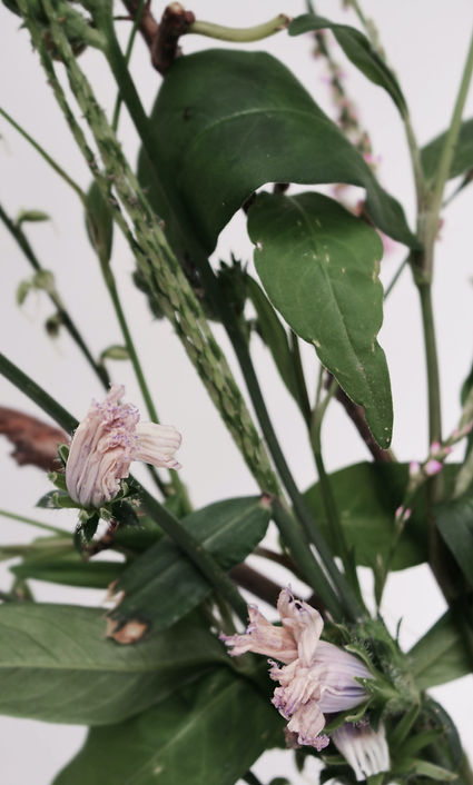 Image by Christina Deravedisian
