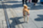 Close-up view of a dog collar and leash on a wooden table