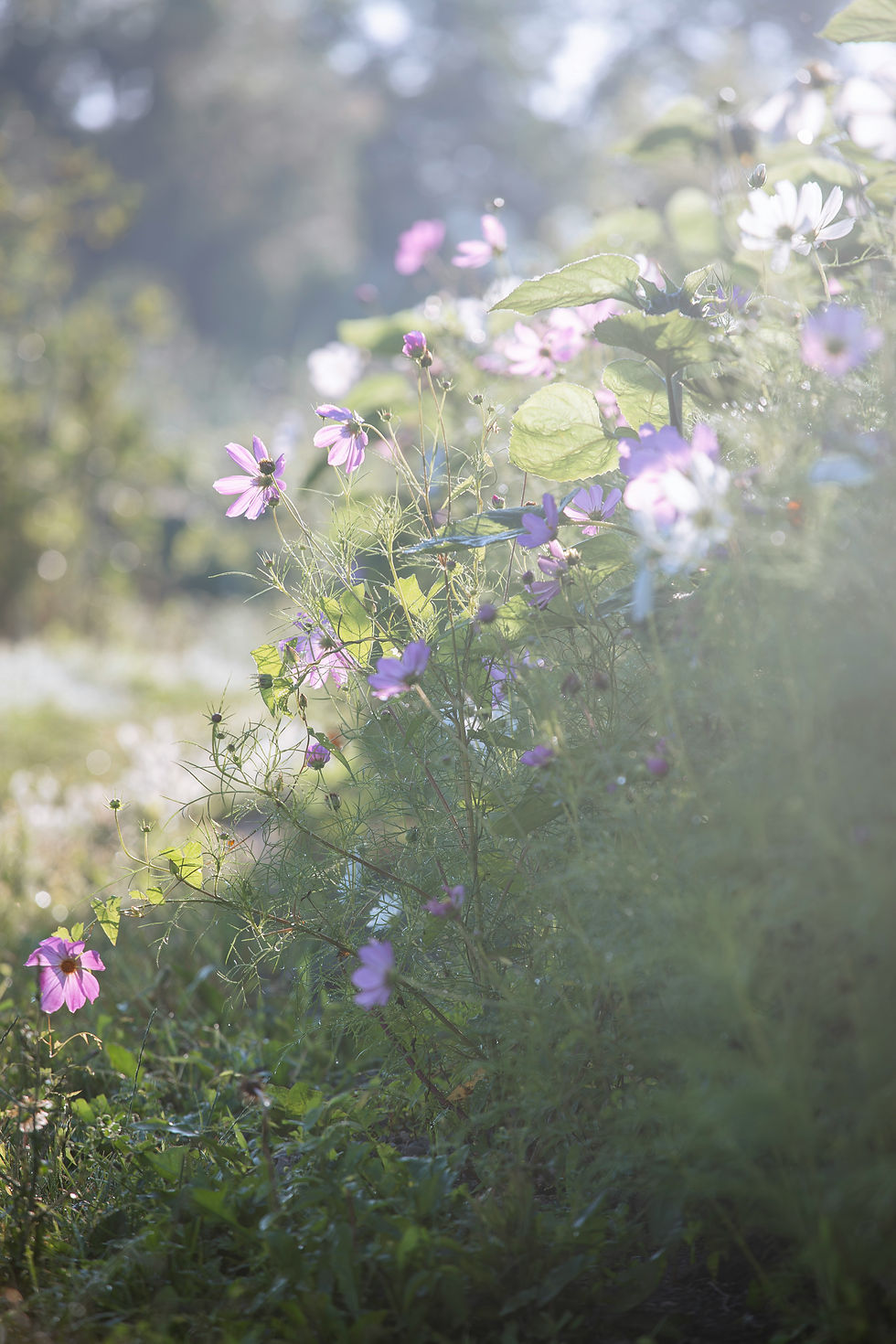 Soft wildflowers in gentle light, offering a quiet moment of grounding and rest