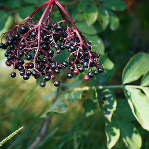 Exploring the Health Benefits of Elderberry Syrup for Immune Support