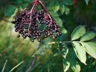 Exploring the Health Benefits of Elderberry Syrup for Immune Support