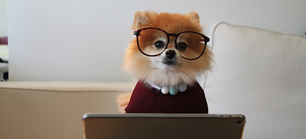 Image by Cookie the Pom