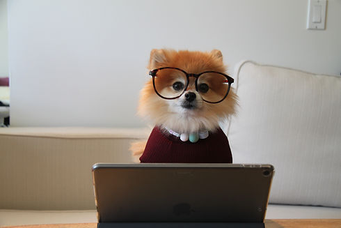 Image by Cookie the Pom