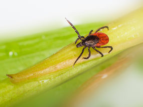 Tick on a plant stem
