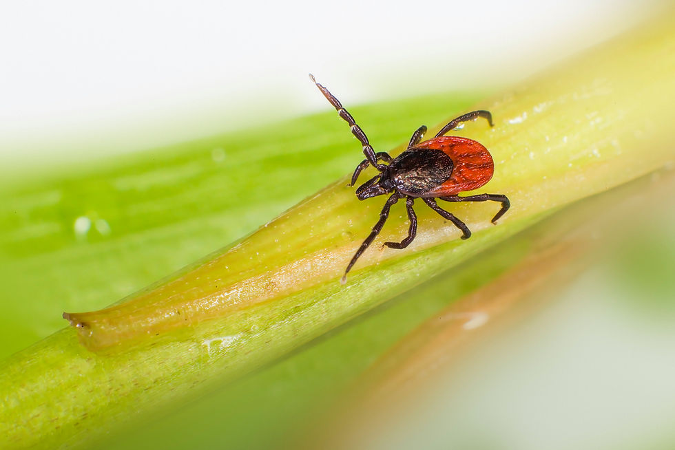 Tick on a plant stem
