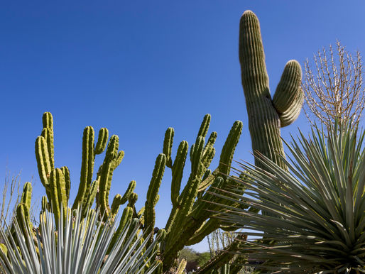 healthy cactus and low water maintenance plants in Arizona yard