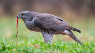 Natural England’s Goshawk Advice: You Couldn’t Make It Up