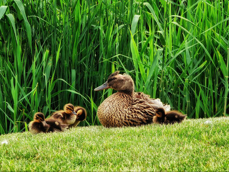 The Sound of Strength