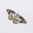 Image by Q Q
