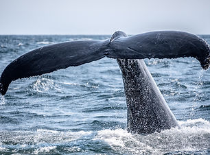 Image by Richard Sagredo