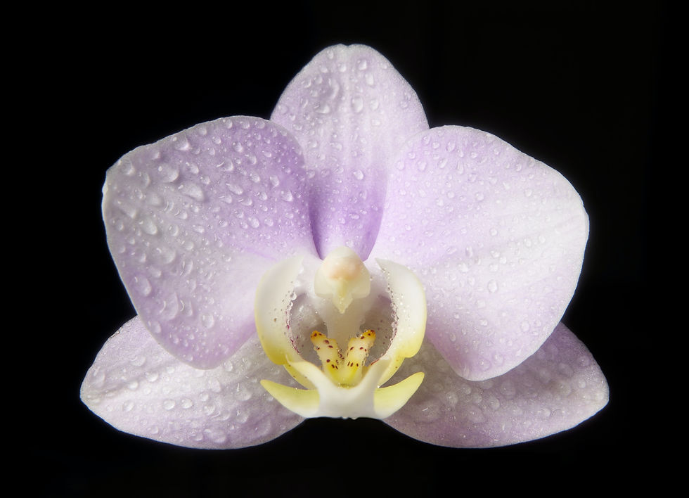 Image by Oliver Guhr