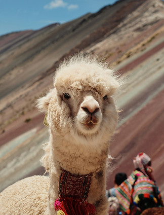 Image by Sofia Guaico