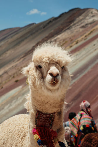 Peru Wellness Retreat 