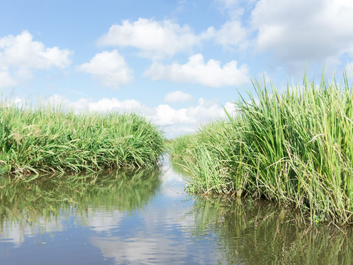 Louisiana Marsh