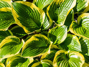 Made in the Shade: How to Turn Your Yard’s "Dark Side" into a Jungle