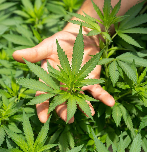 Image by CRYSTALWEED cannabis